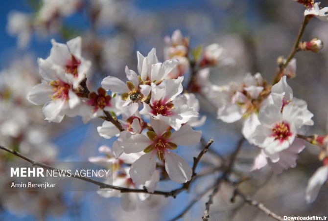 عکس زیبایی بهار در «مهارلو» - جهان نيوز