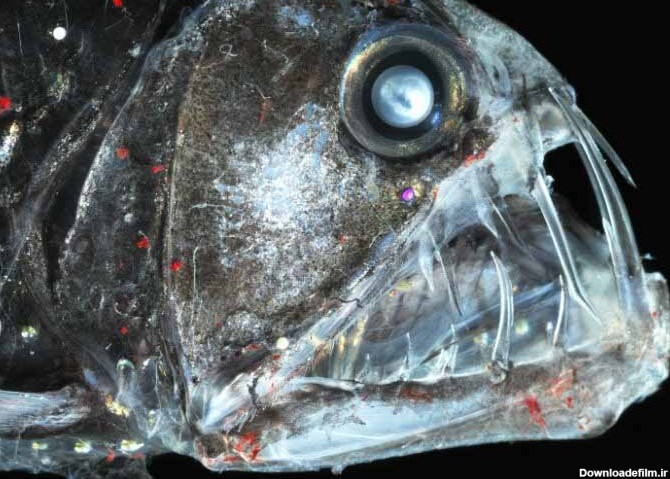 از دیدن این ماهی ها وحشت نکنید! | تصاویری دیدنی از عجیب ترین ...