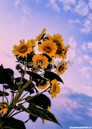 گل آفتاب گردون - گل ها - طبیعت - استوک فوتو - خرید عکس و ...