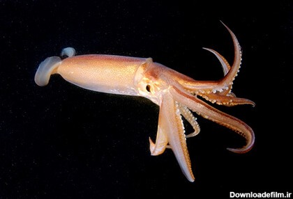 آشنایی با ماهی مرکب و نحوه ی نگهداری از آن در خانه