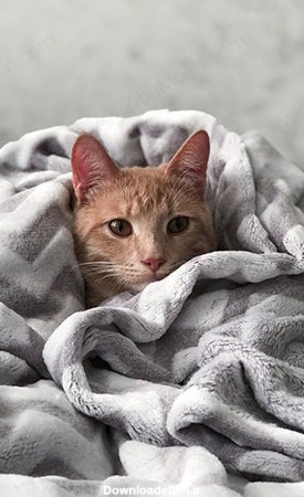 عکس گربه برای تصویر زمینه گوشی موبایل