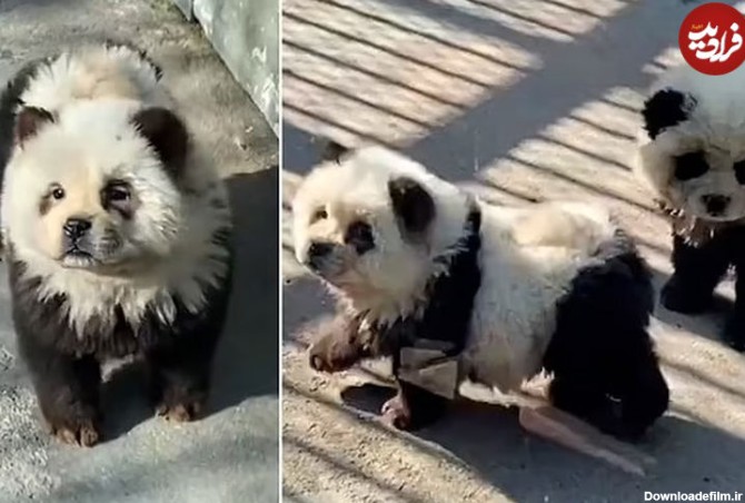 (ویدئو+ عکس) اقدام خنده دار باغ وحشی در چین؛ جا زدن سگ های چاو چاو به جای پاندا