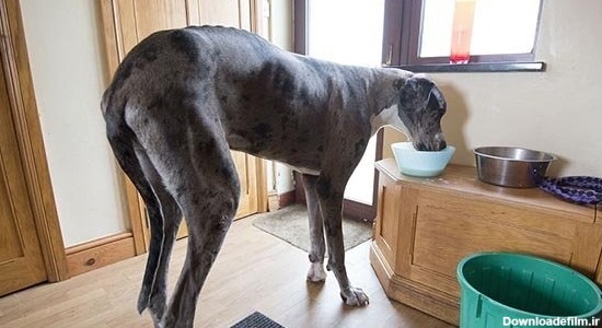 بزرگ ترین سگ دنیا + تصاویر