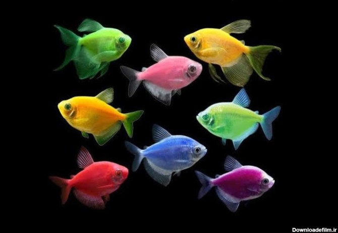 ماهی کالر فیش، یک ماهی زیبا و متنوع - فروشگاه آنلاین ماهی و ...