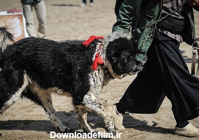 مسابقات سگ در اصفهان