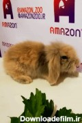 توله خرگوش لوپ کاراملی - مجموعه پرورش حیوانات خانگی آمازون زوو