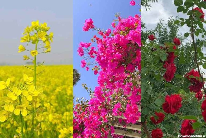 عکس های زیبا از گلها و گیاهان