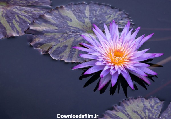 مجموعه عکس گل نیلوفر آبی | متمم