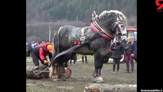 فیلم/ بزرگترین و قدرتمندترین اسب جهان با قد 223 سانتی متر و 1100 کیلوگرم وزن