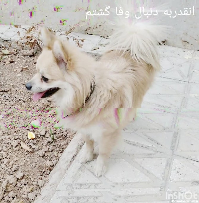 عکس توله سگ اشپیتز