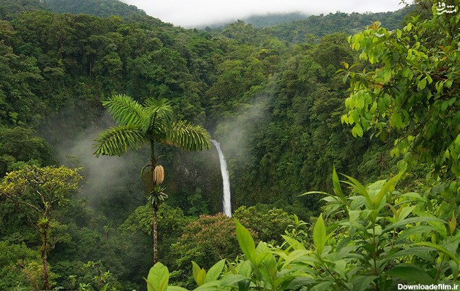 10 حقیقت جالب در مورد جنگل های مرموز آمازون | طرفداری