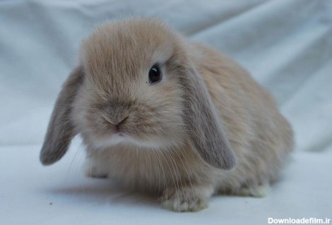معرفی 10 مورد از نژاد های خرگوش خانگی در دنیا (+عکس)