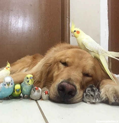 عکس: دوستی سگ با چند پرنده و همستر