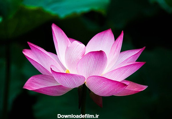 17 عکس زیبا و دل انگیز از گل های نیلوفر آبی (لوتوس) در مرداب ها با ...