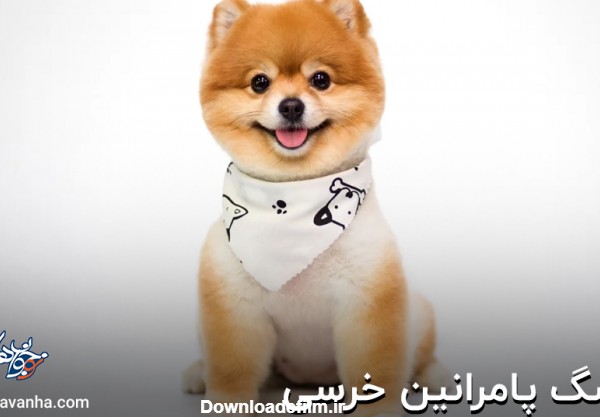 بیش از 35 تا عکس سگ پامرانین خرسی عروسکی برای پروفایل