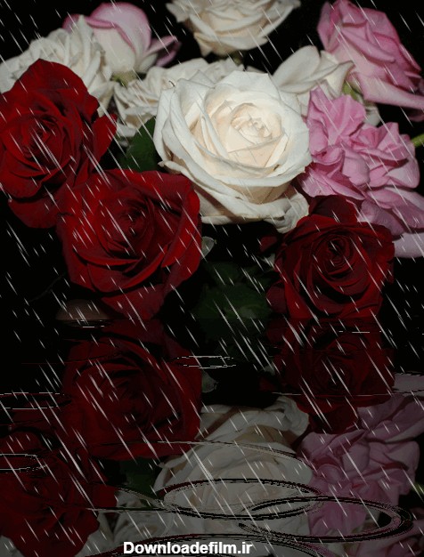 خدای زیبا • تصویر متحرک زیبا از گل و باران
