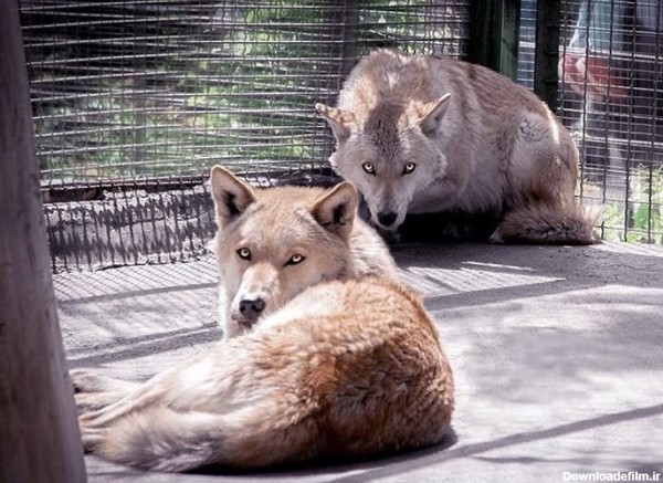 شعبده مسئولان محیط زیست در تبدیل "گرگ‌های باغ‌وحش ارم" به حیوانی به‌نام "گرگاس!"
