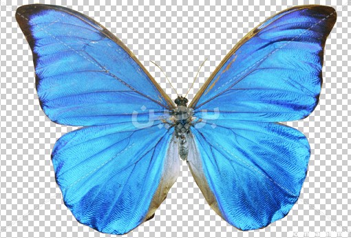 Borchin-ir-blue butterfly png image دانلود عکس بدون زمینه پروانه آبی زیبا۲