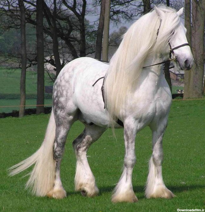 ۱۵ نژاد اسب که زیبایی منحصر به فردشان نفسگیر است(+عکس)