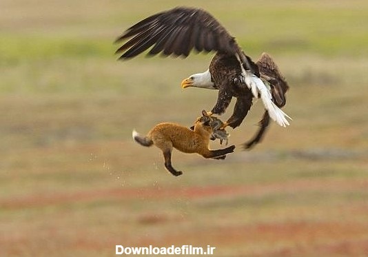 خبرآنلاین - تصاویر | جنگ عقاب و روباه بر سر شکار یک خرگوش