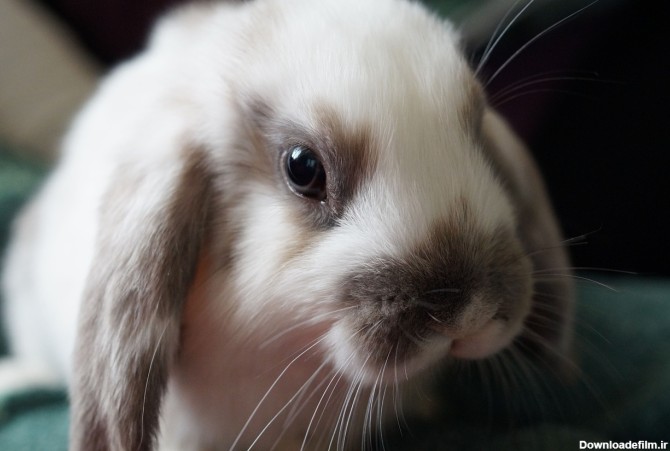 علل و درمان فوری عفونت چشم خرگوش