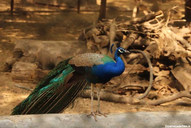 دانلود تصویر طاووس آبی