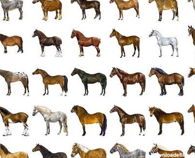 نژاد اسب ها