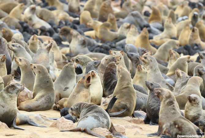 خبرآنلاین - تصاویر | خوک‌های دریایی خلیج اسکلت