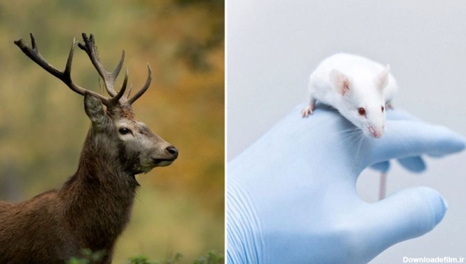 محققان روی پیشانی موش ها شاخ گوزن رشد دادند/ امید به رشد دوباره دست و پا در انسان