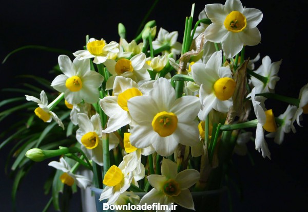 تصاویر بسیار زیبا از گل نرگس - سیدرضا بازیار