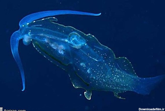 عجیب‌ترین حلزون دریایی جهان در تاریکی می درخشد