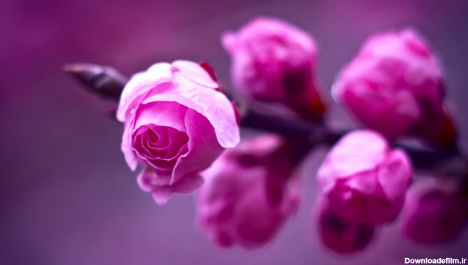 طبیعت - گل ها - عکس گل رز