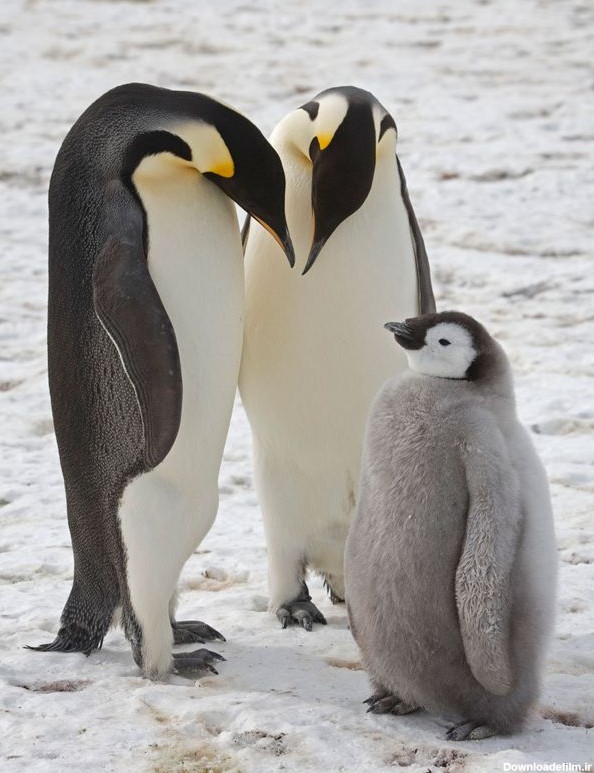 مرگ هزاران جوجه پنگوئن امپراتور در قطب جنوب