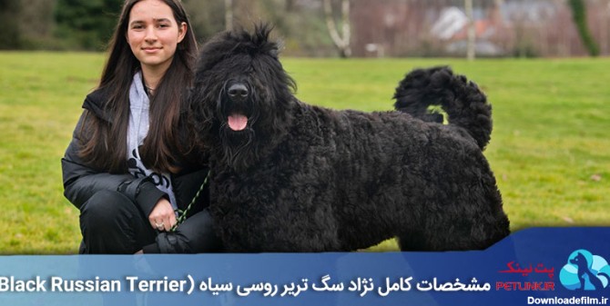 سگ نژاد تریر روسی سیاه (Black Russian Terrier)