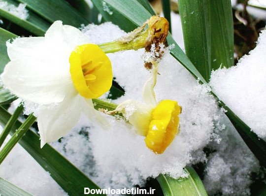 flower in snow - بوستان