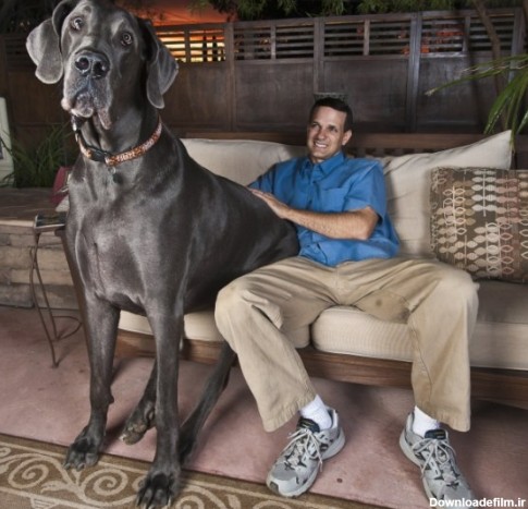 اختصاصی/ عکس های بزرگ ترین سگ جهان