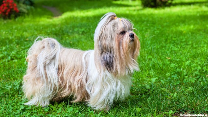 کدام نژاد سگ ریزش موی کمتری دارد؟-@ITPetnet