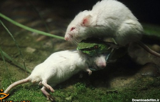 موش سفید نتوانست دوستش را نجات دهد + تصاویر
