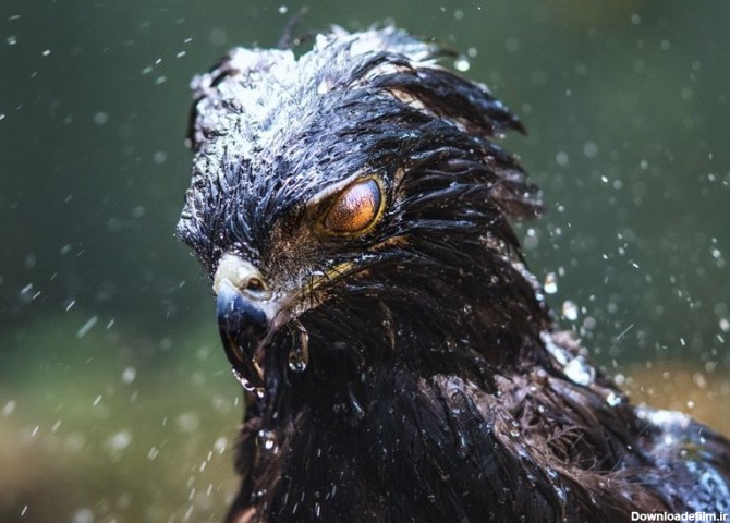 عکس | چشم عقاب در عکس روز نشنال جئوگرافیک - خبرآنلاین
