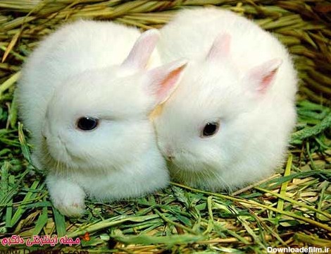 عکس خرگوش های بامزه و دوست داشتنی