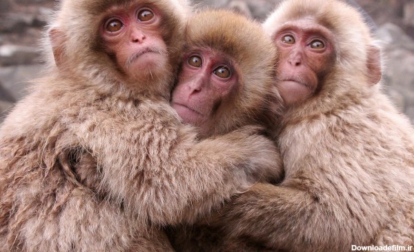 عکس چند میمون