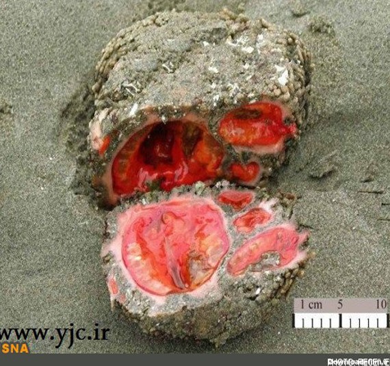 سنگ جاندار در سواحل کشور شیلی (+عکس)