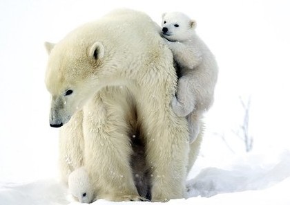 خرس قطبی با توله‌هایش در کانادا
