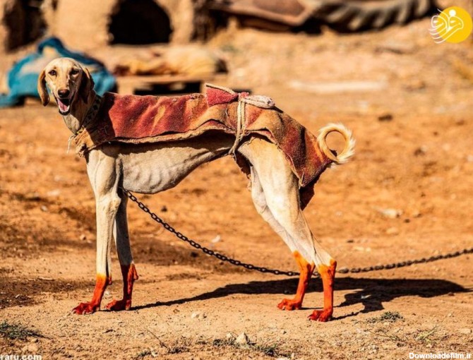 تصاویر) مرد سوری سگ‌ تازی ایرانی پرورش می‌دهد