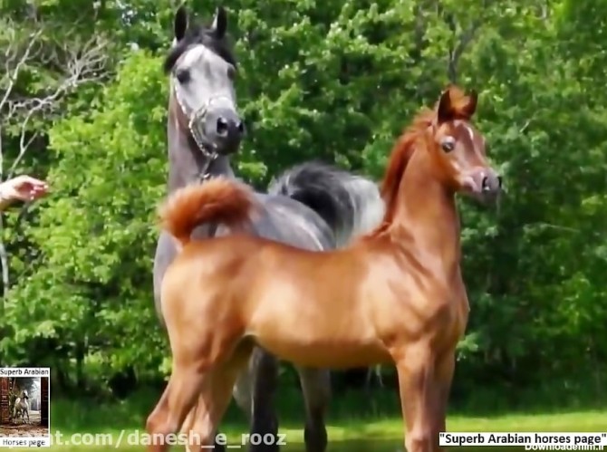 اسب عرب | کره اسب
