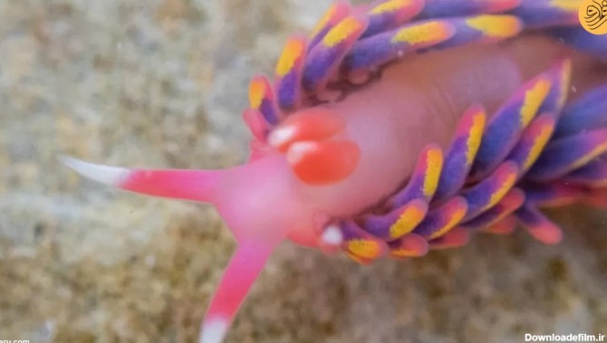 فرارو | (ویدئو) مشاهده یک حلزون رنگین کمانی کمیاب در ساحل