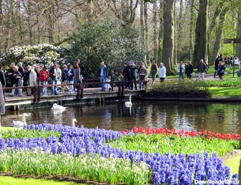 تصاویر زیبا و اختصاصی از یک باغ گل در هلند - تابناک | TABNAK