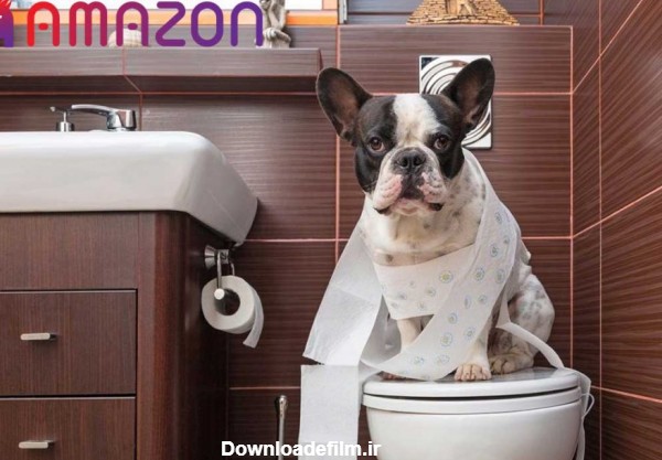 آموزش جای دستشویی به سگ