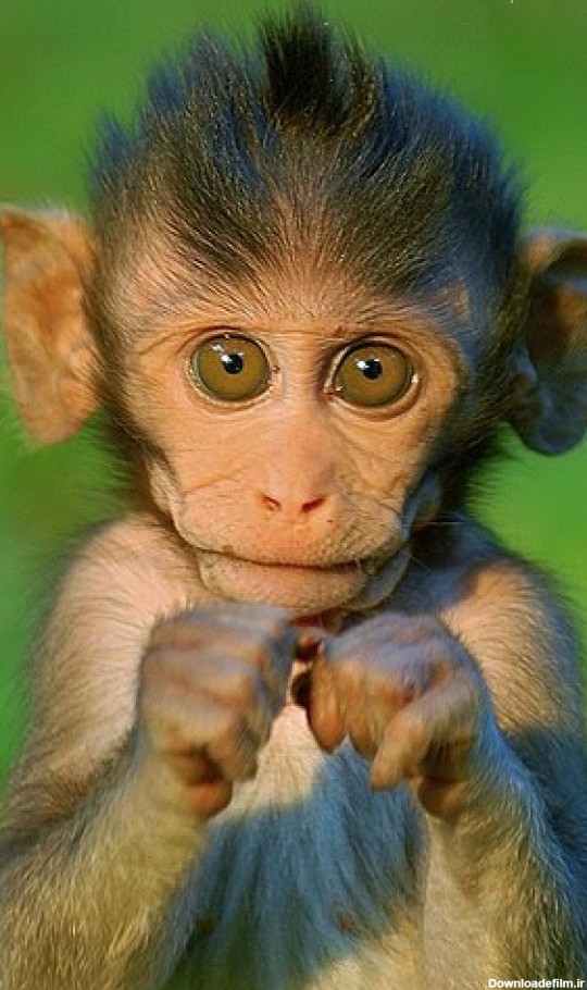 عکس میمون حیوانات