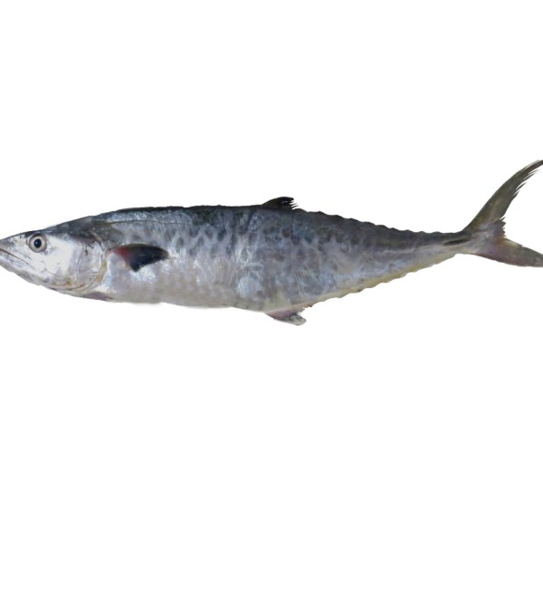 خرید ماهی بچه شیر کامل | انواع ماهی جنوب | فروش آنلاین | ماهی خان ...